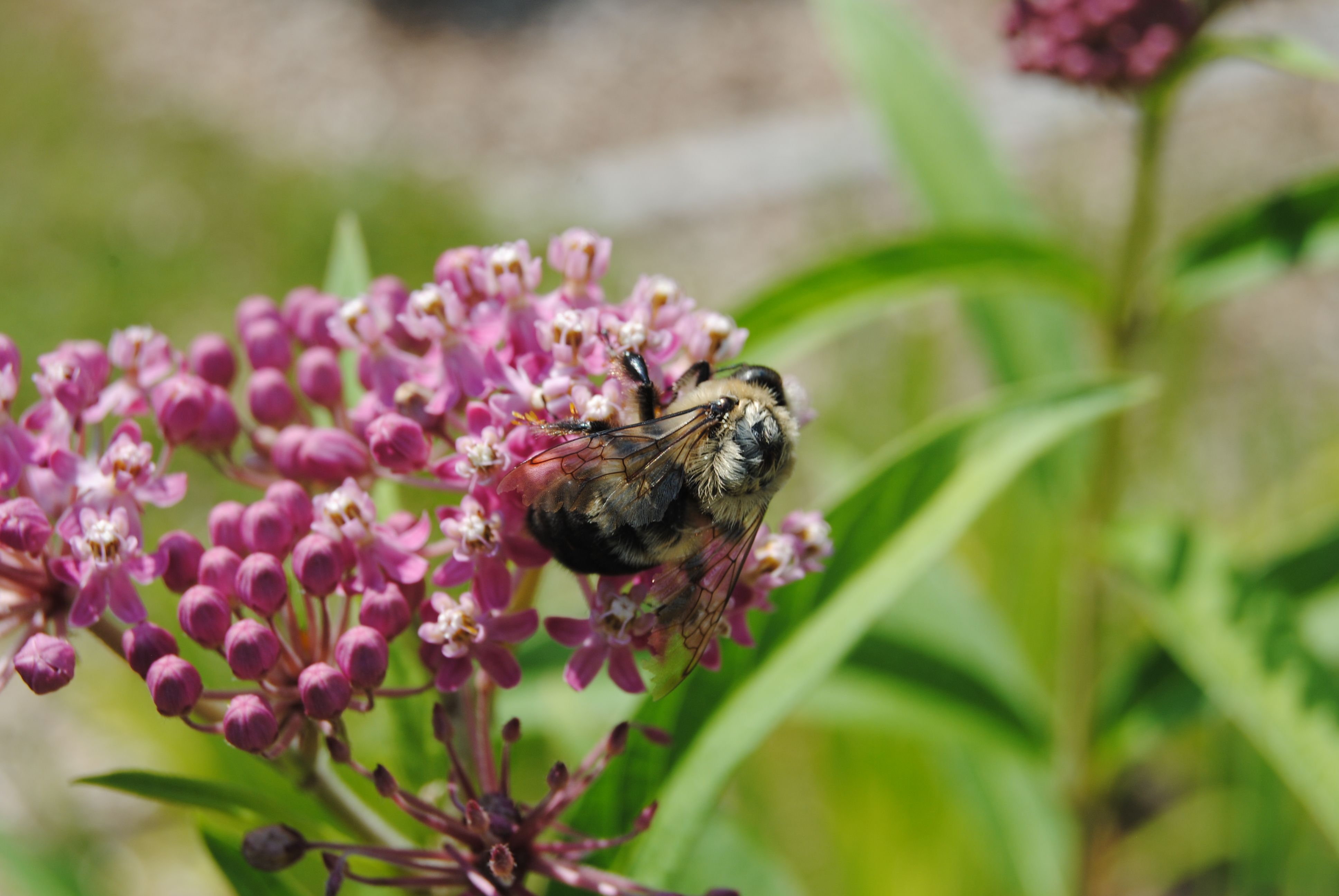 Michigan Flowers For Bees Best Flower Site